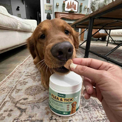 Give One Chew A Day